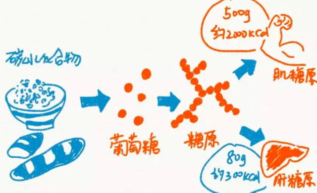 如何让糖原储备提升30%又减少疲劳？